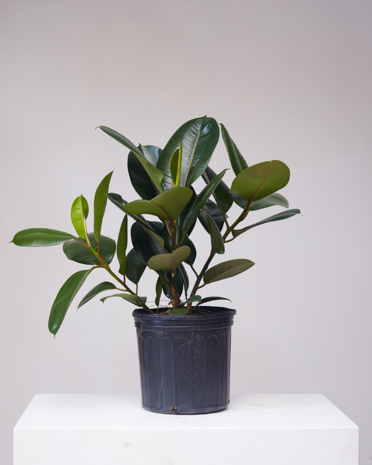 Robusta Rubber Bush: Ficus elastica - 10 inch pot - 2-3 foot tall
