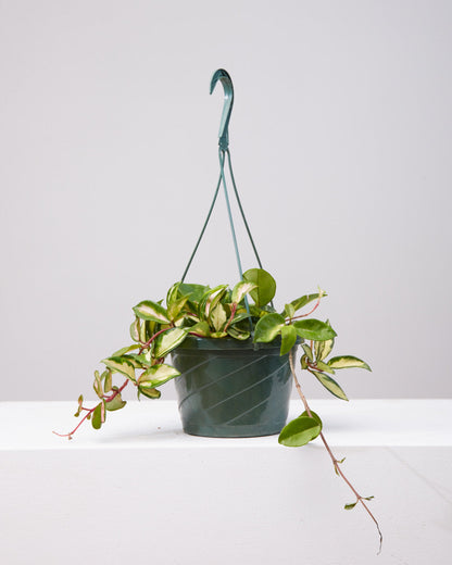 Krimson Princess Wax Plant: Hoya carnosa - 8 inch hanging basket