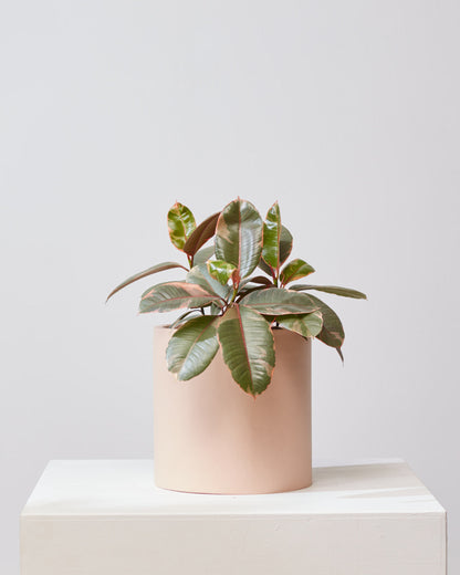 Ruby Rubber Plant: Ficus elastica - 6 inch pot