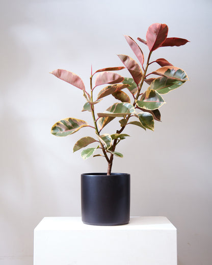 Ruby Rubber Bush: Ficus elastica - 10 inch pot - 2-3 foot tall