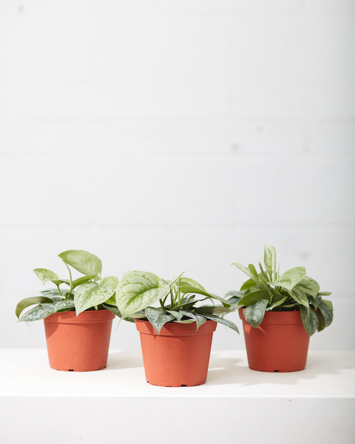 Silver Satin Pothos: Scindapsus pictus 'Exotica' - 4 inch pot — indoor plant — indoor plant for sale by Promise Supply for delivery and pickup in Toronto.