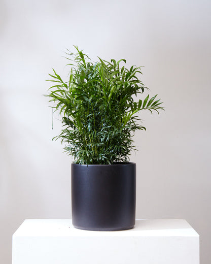 Parlour Palm: Chamaedorea elegans - 10 inch pot - 2-3 foot tall