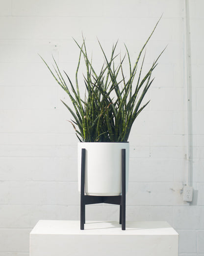 Fernwood Punk Snake Plant: Sansevieria bacularis - 10 inch pot - 3 foot tall