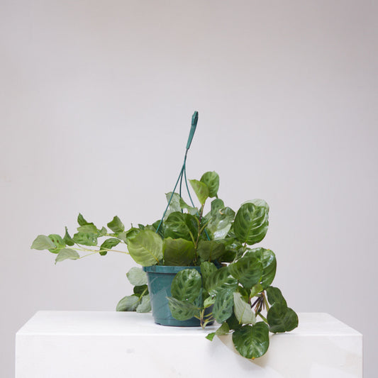 Rabbit Foot Prayer Plant: Maranta leuconeura - 8 inch hanging basket