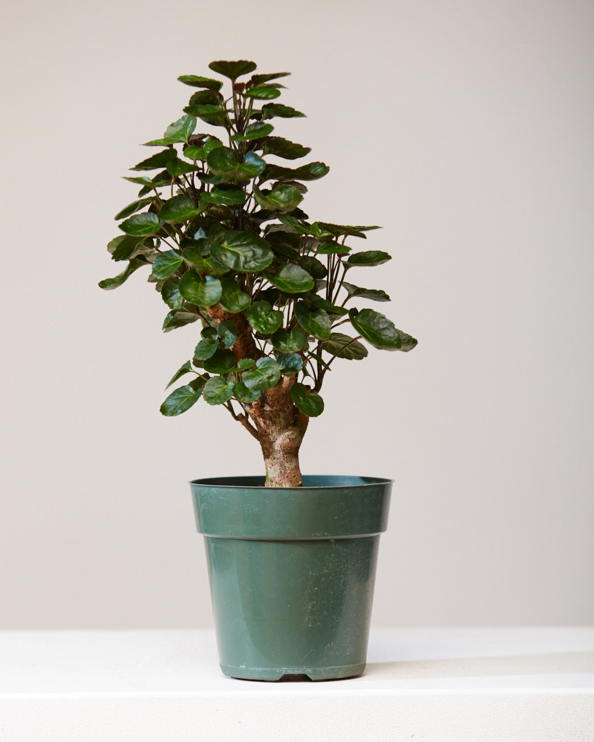 Fabian Aralia: Polyscias scutellaria - 6 inch pot — indoor plant — indoor plant for sale by Promise Supply for delivery and pickup in Toronto.