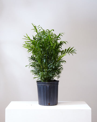 Parlour Palm: Chamaedorea elegans - 10 inch pot - 2-3 foot tall