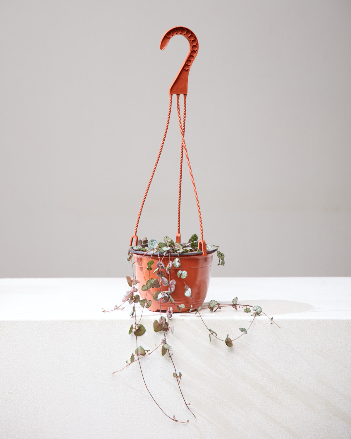 String of Hearts: Ceropegia woodii - 5 inch hanging basket