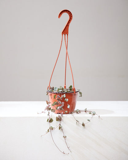 String of Hearts: Ceropegia woodii - 5 inch hanging basket