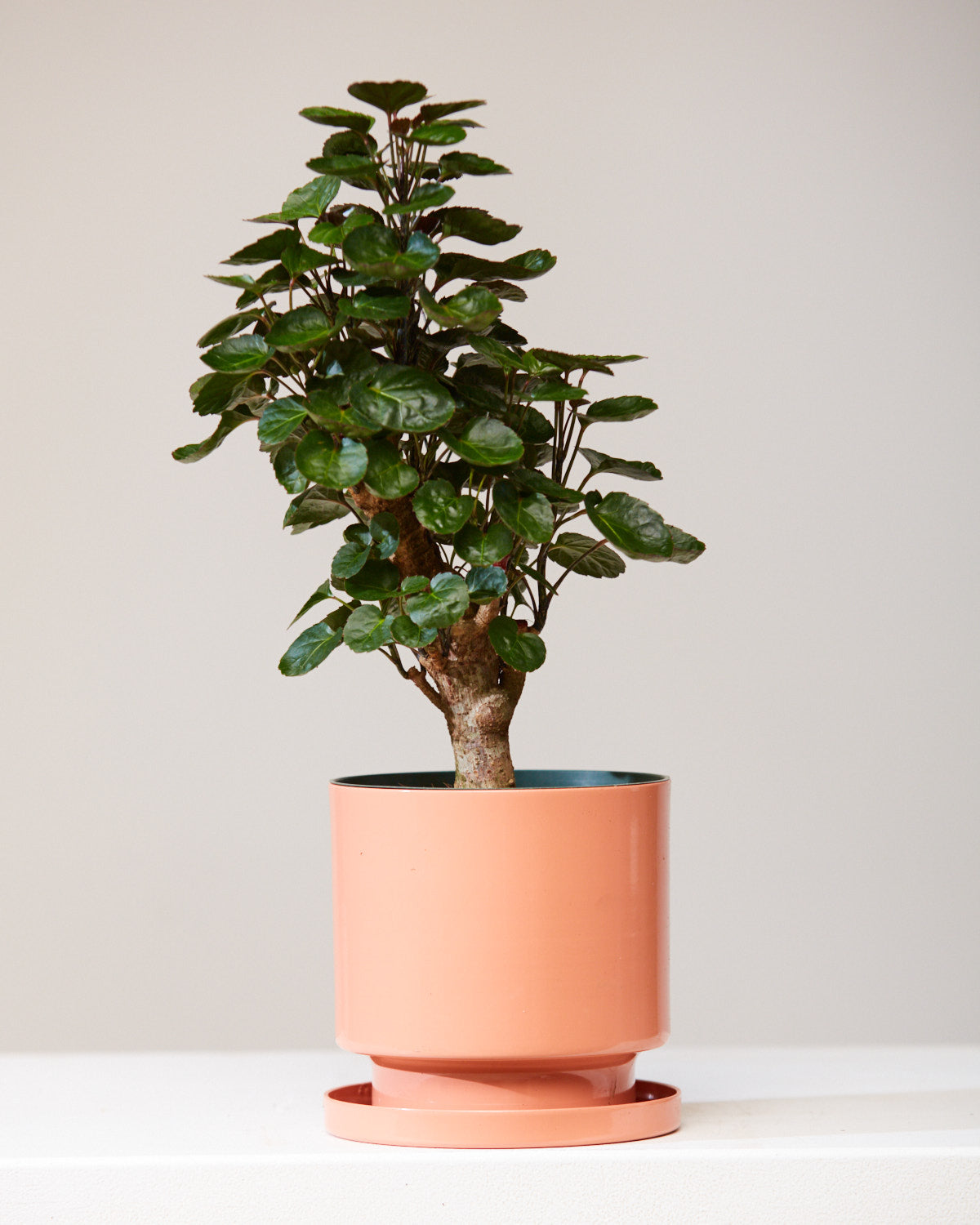 Fabian Aralia: Polyscias scutellaria - 6 inch pot — indoor plant — indoor plant for sale by Promise Supply for delivery and pickup in Toronto.