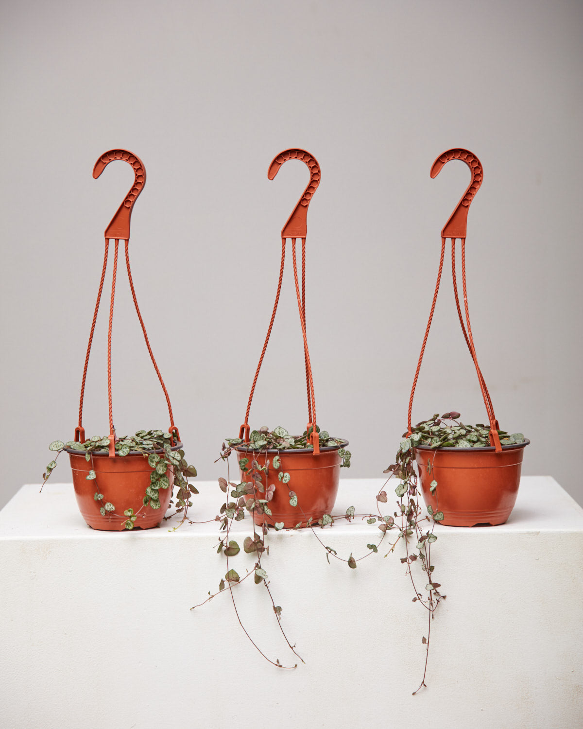 String of Hearts: Ceropegia woodii - 5 inch hanging basket