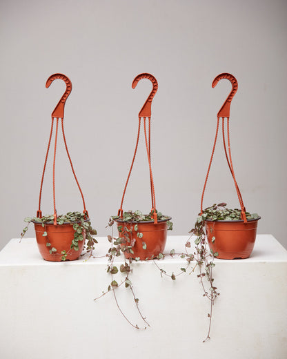 String of Hearts: Ceropegia woodii - 5 inch hanging basket