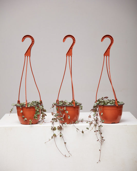 String of Hearts: Ceropegia woodii - 5 inch hanging basket