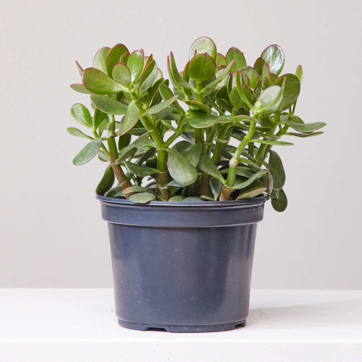 Jade Bush: Crassula ovata - 8 inch pot — indoor plant — indoor plant for sale by Promise Supply for delivery and pickup in Toronto.