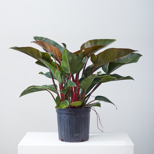 Congo Rojo: Philodendron - 10 inch pot — indoor plant — indoor plant for sale by Promise Supply for delivery and pickup in Toronto.