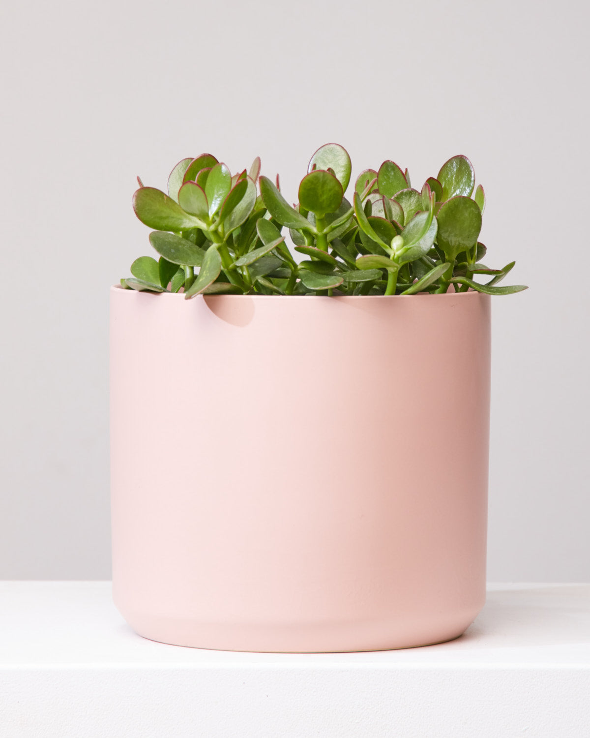 Jade Bush: Crassula ovata - 8 inch pot — indoor plant — indoor plant for sale by Promise Supply for delivery and pickup in Toronto.