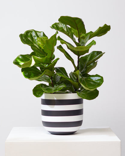 Fiddle Leaf Fig Bush: Ficus lyrata - 10 inch pot - 3-6 foot tall