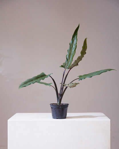 Purple Sword Elephant Ear: Alocasia lauterbachiana - 6 inch pot — indoor plant — indoor plant for sale by Promise Supply for delivery and pickup in Toronto.
