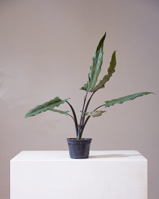 Purple Sword Elephant Ear: Alocasia lauterbachiana - 6 inch pot — indoor plant — indoor plant for sale by Promise Supply for delivery and pickup in Toronto.
