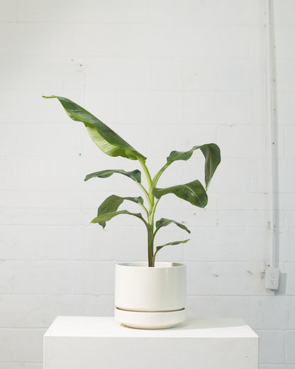 Cavendish Banana: Musa - 8 inch pot - 3-3.5 foot tall
