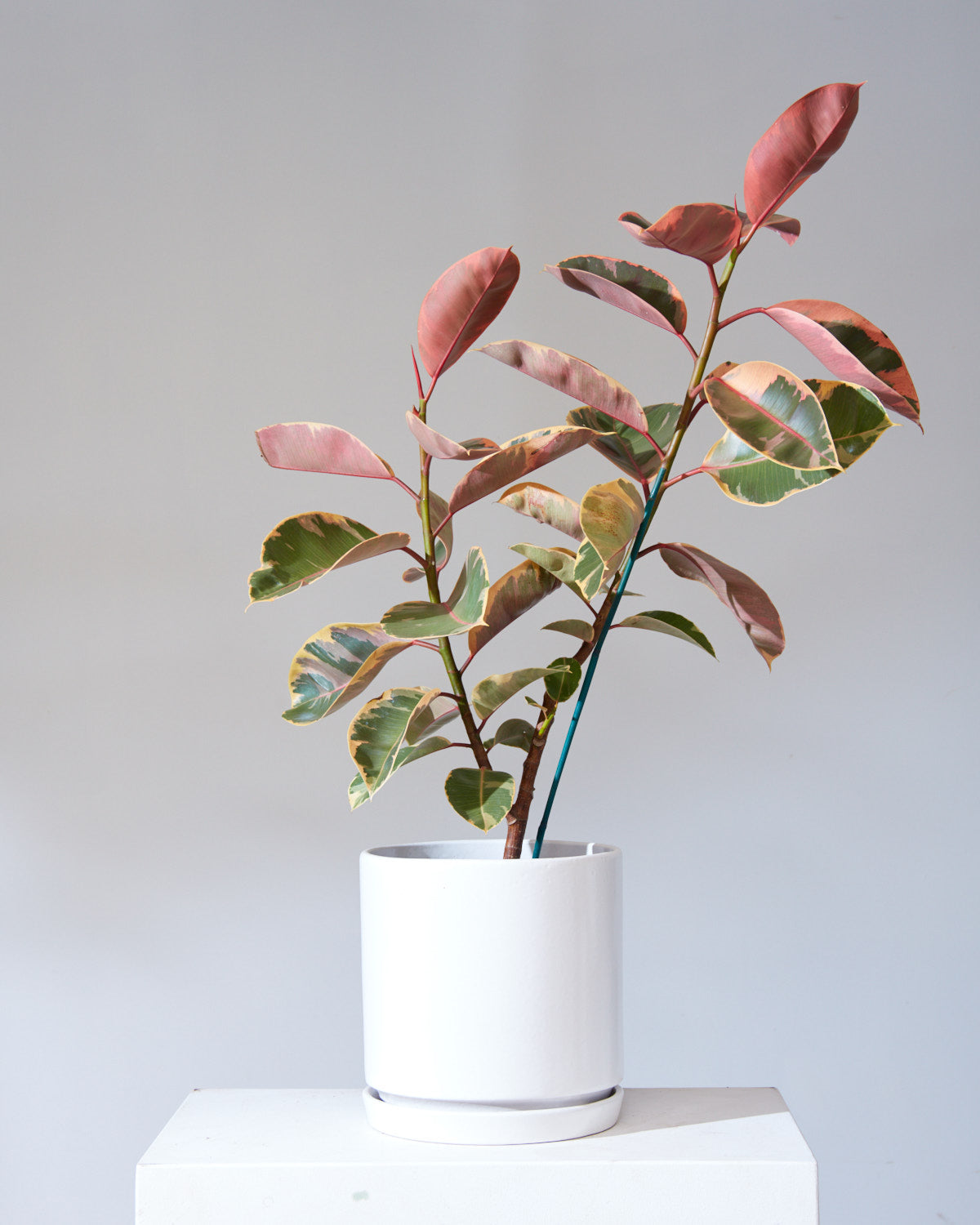 White California Pot with Drainage and Tray in 12 inch