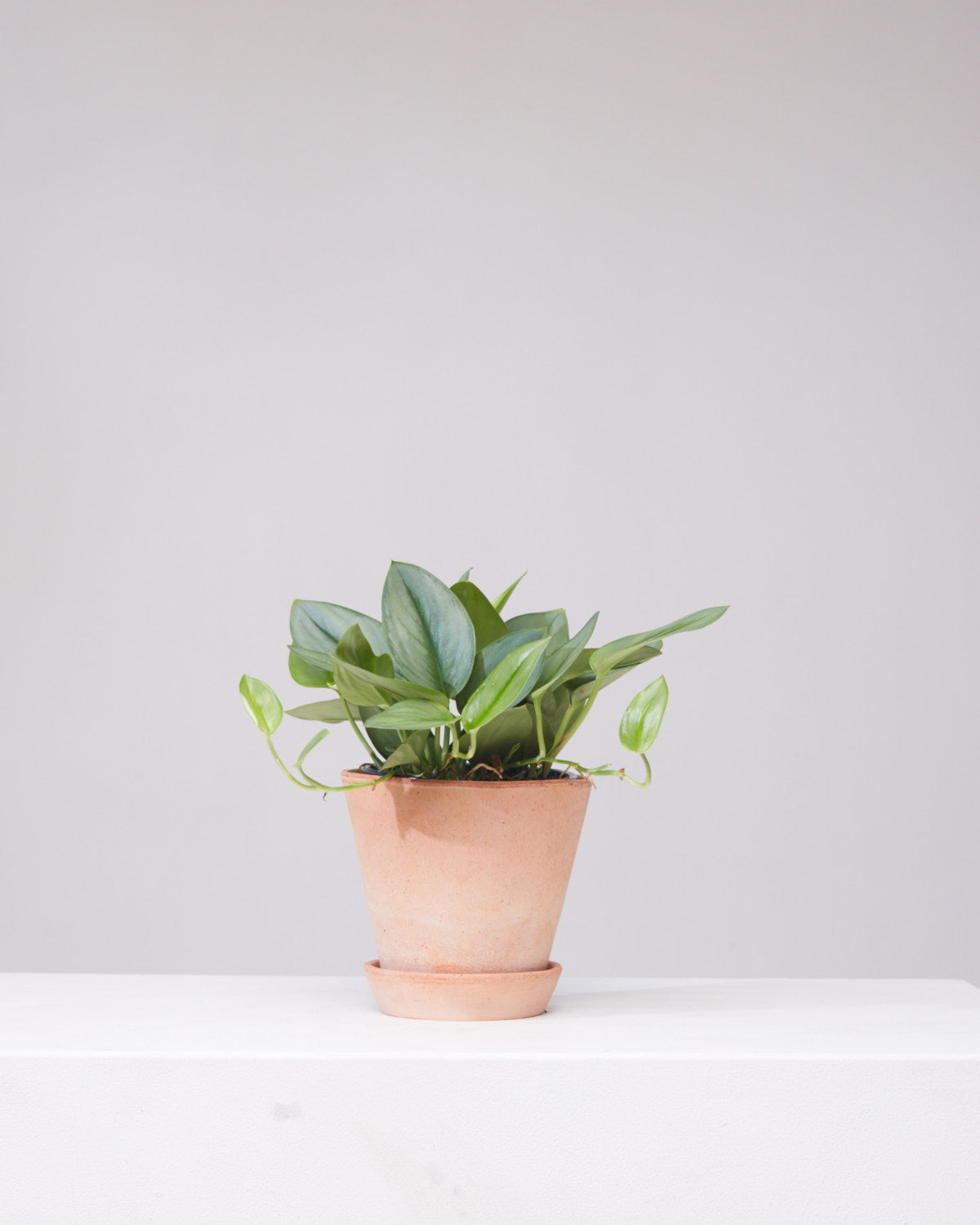 Sterling Silver Pothos: Scindapsus treubii 'Moonlight' - 6 inch pot — indoor plant — indoor plant for sale by Promise Supply for delivery and pickup in Toronto.