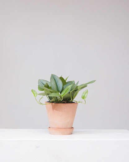 Sterling Silver Pothos: Scindapsus treubii 'Moonlight' - 6 inch pot — indoor plant — indoor plant for sale by Promise Supply for delivery and pickup in Toronto.