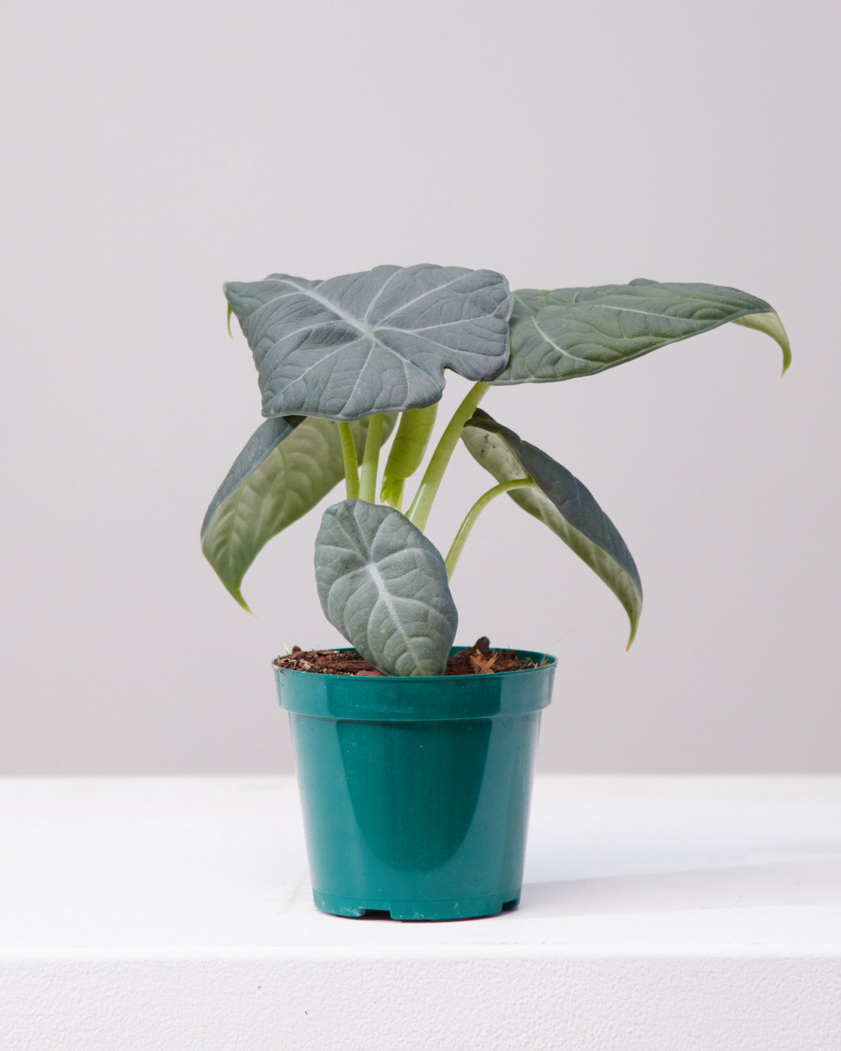 Grey Dragon Elephant Ear: Alocasia maharani - 6 inch pot