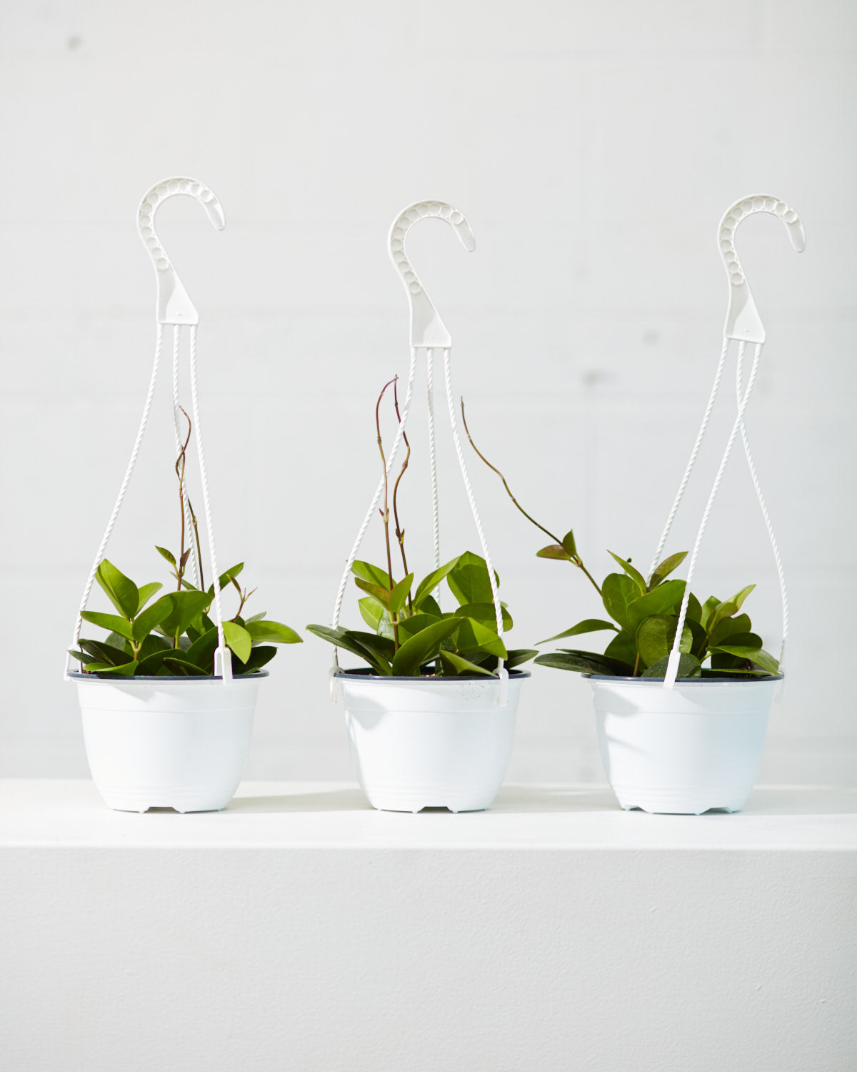 Wax Vine: Hoya australis - 6 inch hanging basket — indoor plant — indoor plant for sale by Promise Supply for delivery and pickup in Toronto.