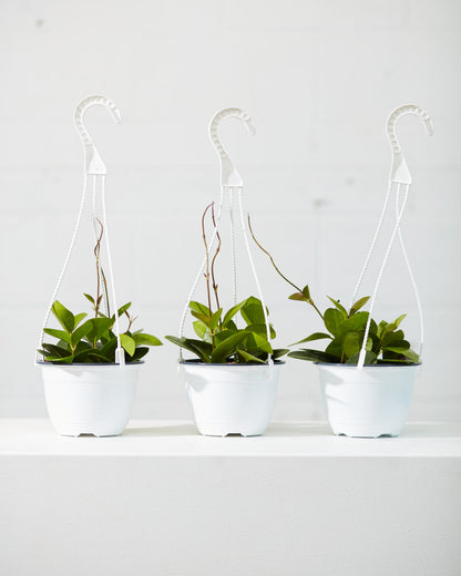 Wax Vine: Hoya australis - 6 inch hanging basket — indoor plant — indoor plant for sale by Promise Supply for delivery and pickup in Toronto.