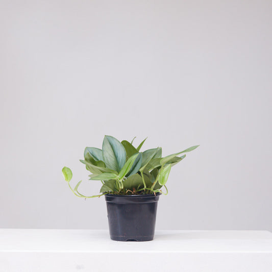Sterling Silver Pothos: Scindapsus treubii 'Moonlight' - 6 inch pot — indoor plant — indoor plant for sale by Promise Supply for delivery and pickup in Toronto.