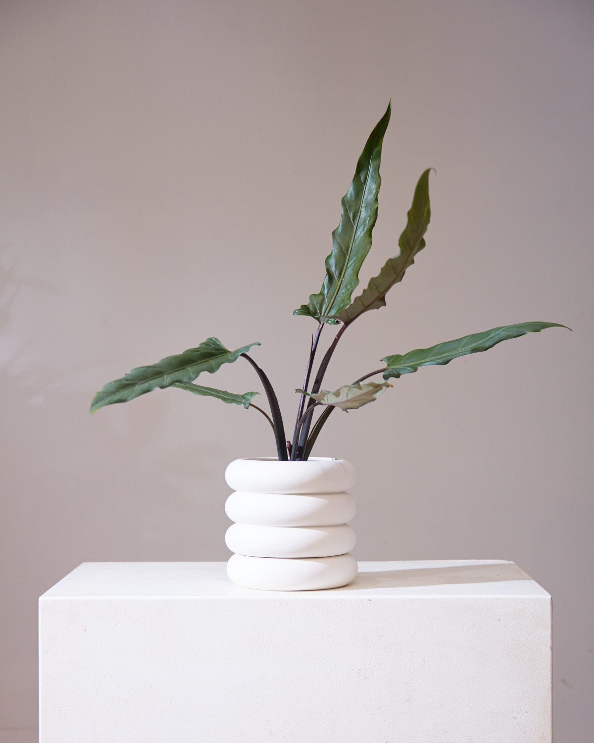 Purple Sword Elephant Ear: Alocasia lauterbachiana - 6 inch pot — indoor plant — indoor plant for sale by Promise Supply for delivery and pickup in Toronto.