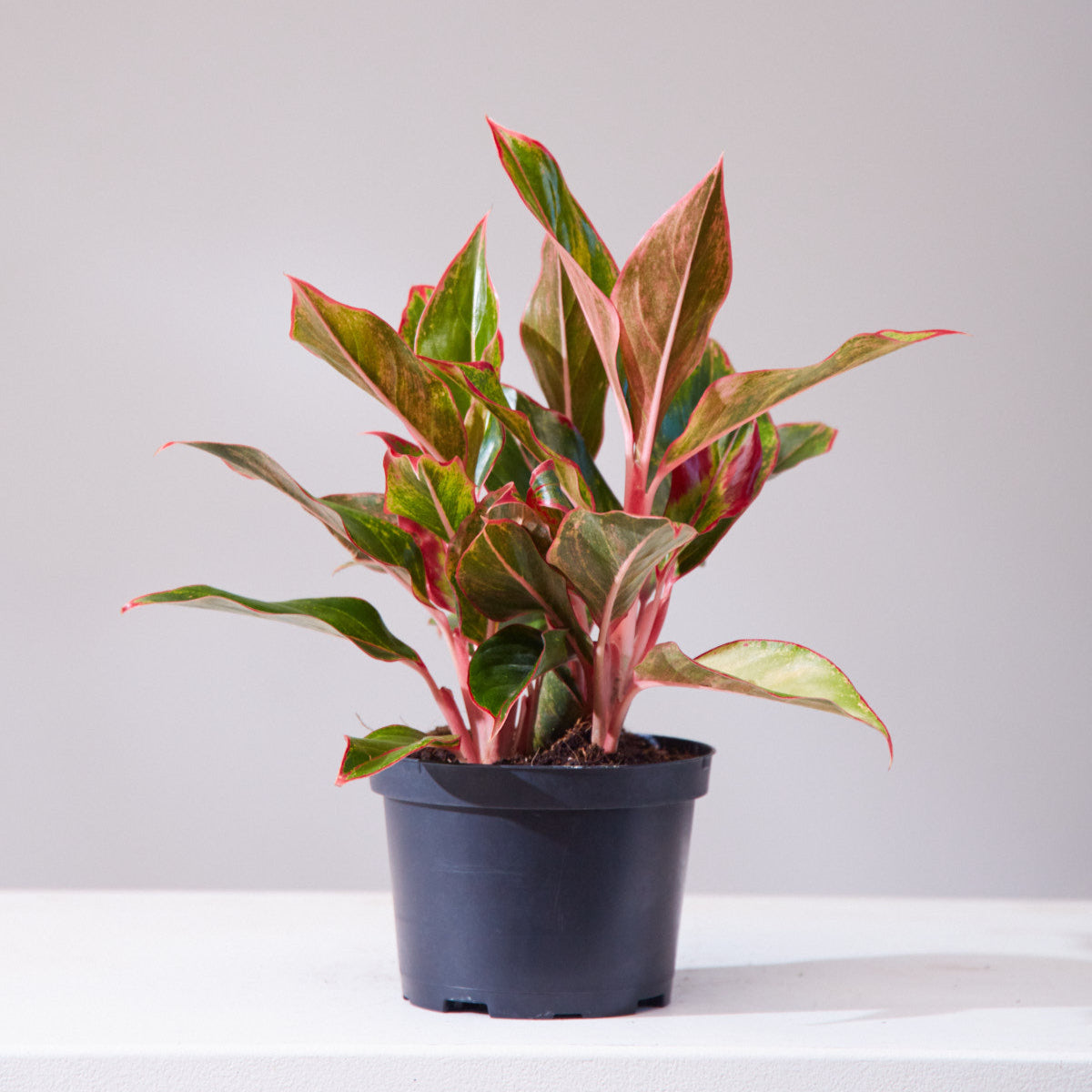 Siam Red Gold Chinese Evergreen: Aglaonema - 6 inch pot — indoor plant — indoor plant for sale by Promise Supply for delivery and pickup in Toronto.