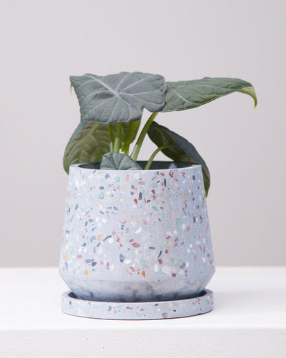 Grey Dragon Elephant Ear: Alocasia maharani - 6 inch pot