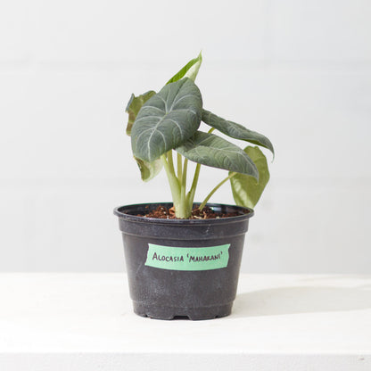 Grey Dragon Elephant Ear: Alocasia maharani - 6 inch pot