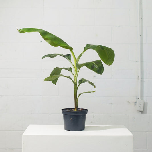 Cavendish Banana: Musa - 8 inch pot - 3-3.5 foot tall