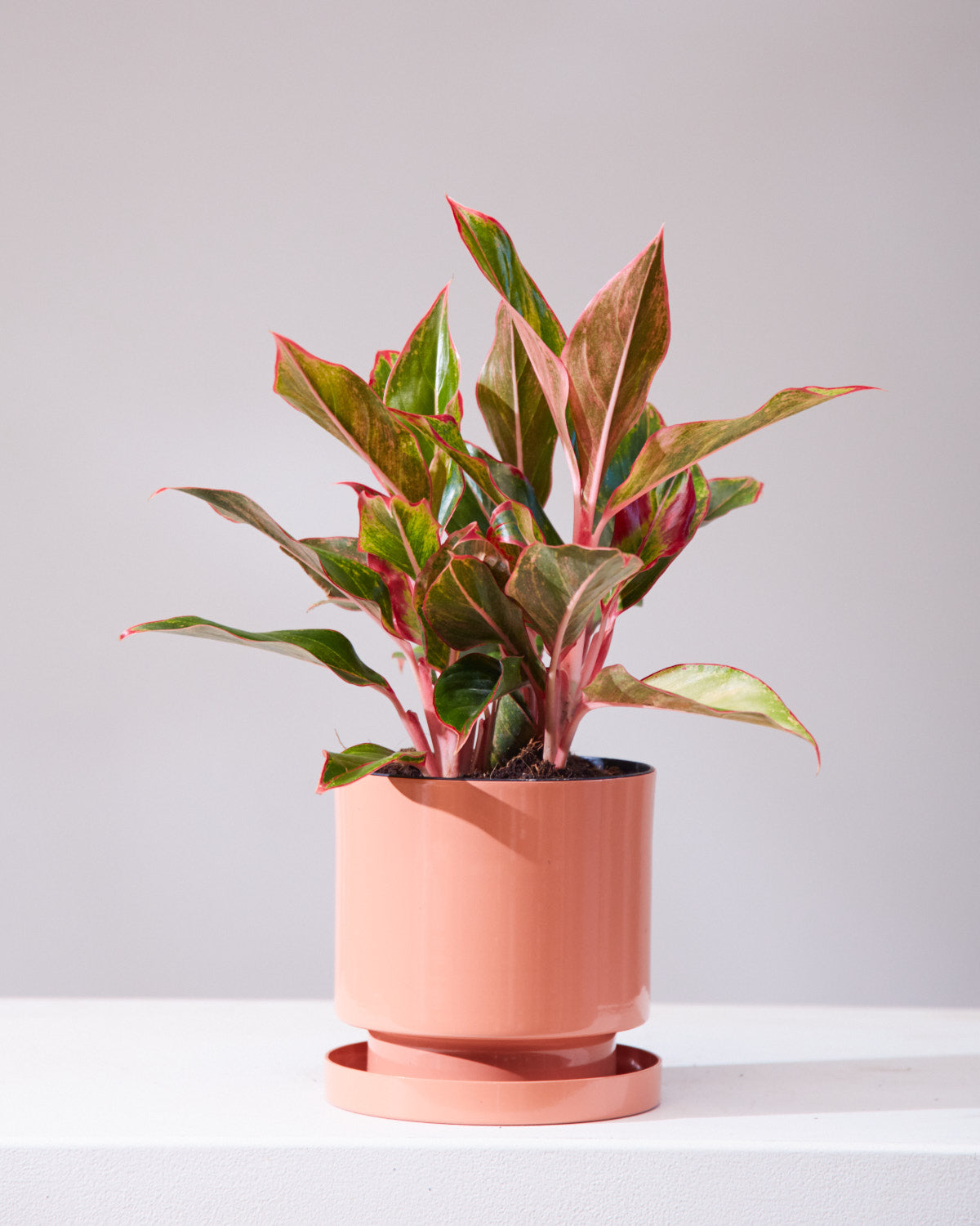 Siam Red Gold Chinese Evergreen: Aglaonema - 6 inch pot — indoor plant — indoor plant for sale by Promise Supply for delivery and pickup in Toronto.