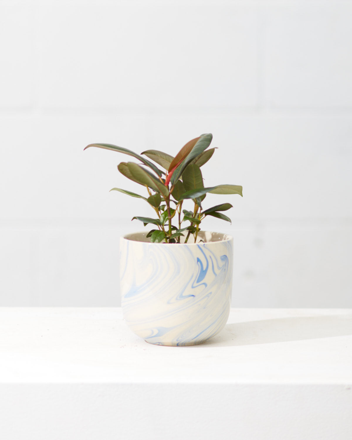 Green Rubber Plant: Ficus elastica - 4 inch pot — indoor plant — indoor plant for sale by Promise Supply for delivery and pickup in Toronto.