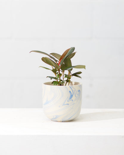 Green Rubber Plant: Ficus elastica - 4 inch pot — indoor plant — indoor plant for sale by Promise Supply for delivery and pickup in Toronto.