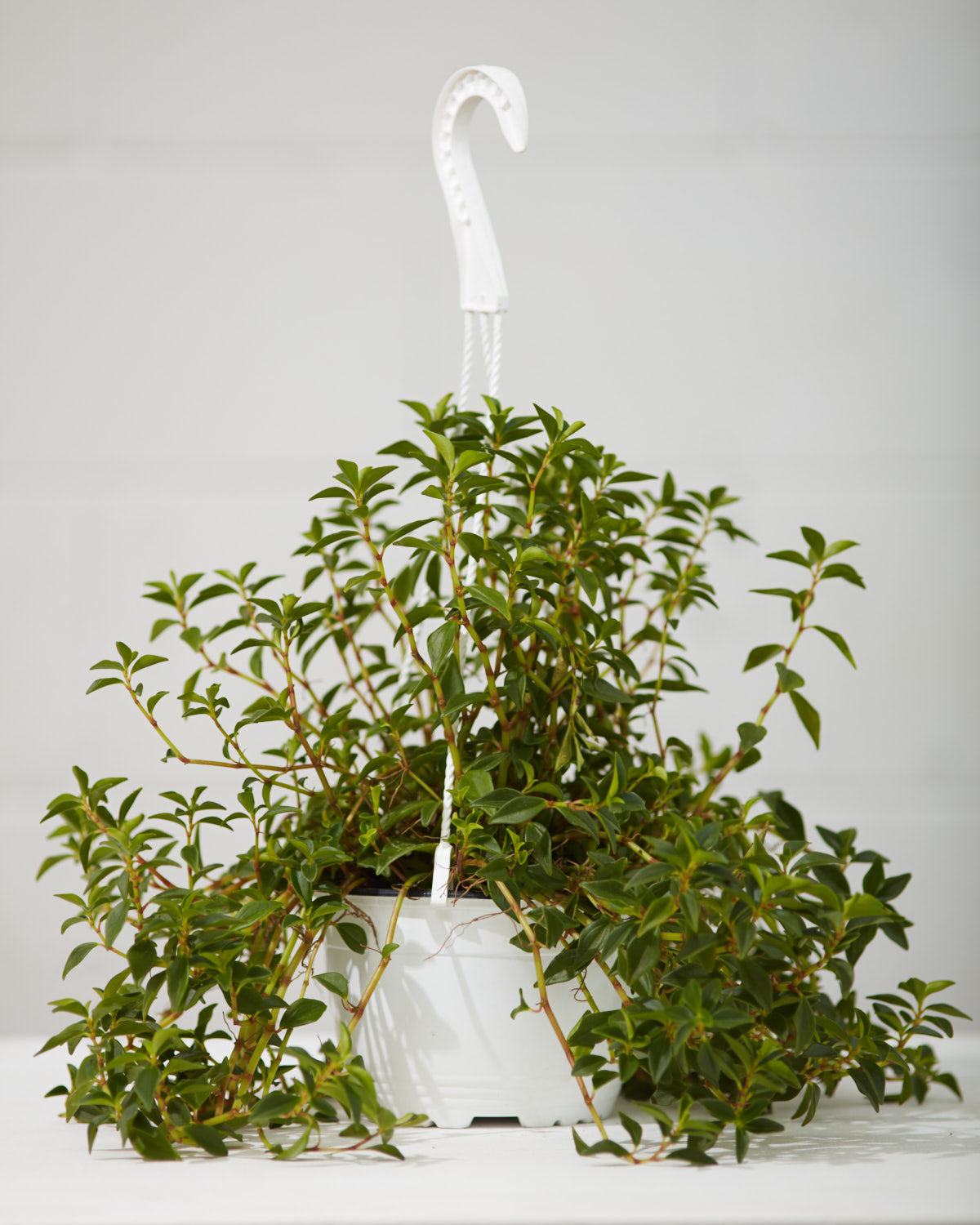 Goldfish Plant: Nematanthus gregarious - 8 inch hanging basket — indoor plant — indoor plant for sale by Promise Supply for delivery and pickup in Toronto.