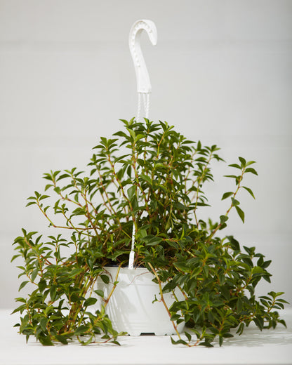 Goldfish Plant: Nematanthus gregarious - 8 inch hanging basket — indoor plant — indoor plant for sale by Promise Supply for delivery and pickup in Toronto.