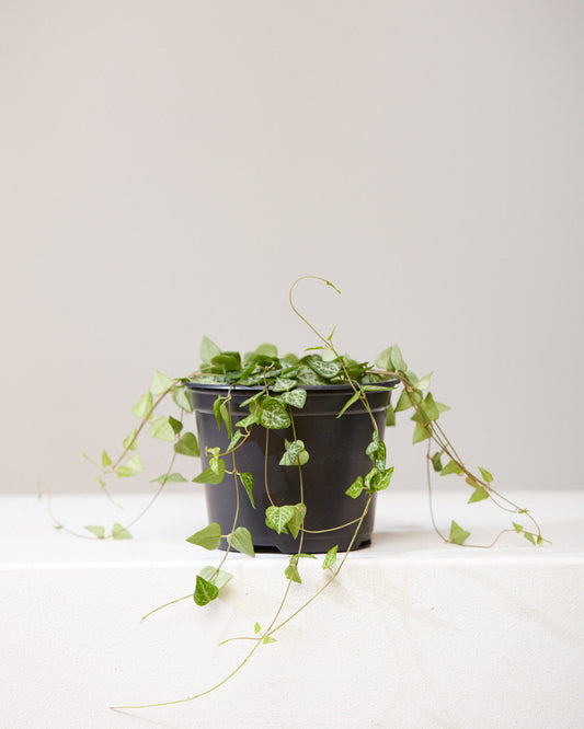 String of Arrows: Ceropegia woodii - 6 inch pot