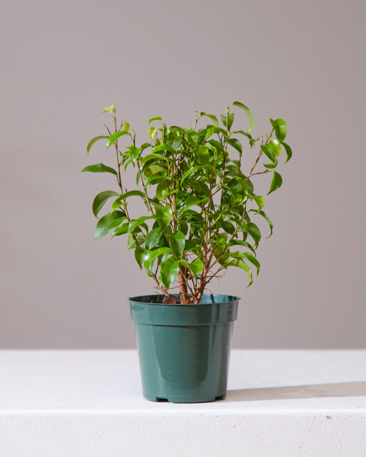Dwarf Weeping Fig Tree: Ficus benjamina 'Little Leaf' - 4 inch pot