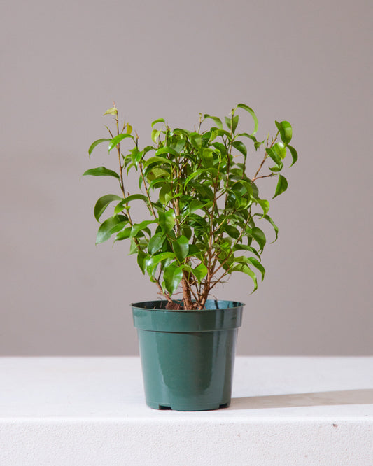 Dwarf Weeping Fig Tree: Ficus benjamina 'Little Leaf' - 4 inch pot