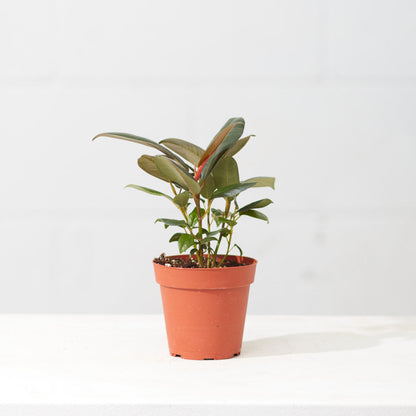 Green Rubber Plant: Ficus elastica - 4 inch pot — indoor plant — indoor plant for sale by Promise Supply for delivery and pickup in Toronto.