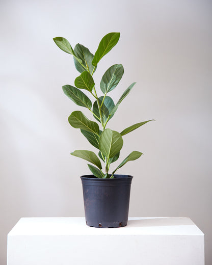 Ficus Audrey Column: Ficus benghalensis - 8 inch pot