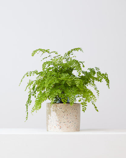 Maidenhair Fern: Adiantum raddianum - 6 inch pot — indoor plant — indoor plant for sale by Promise Supply for delivery and pickup in Toronto.