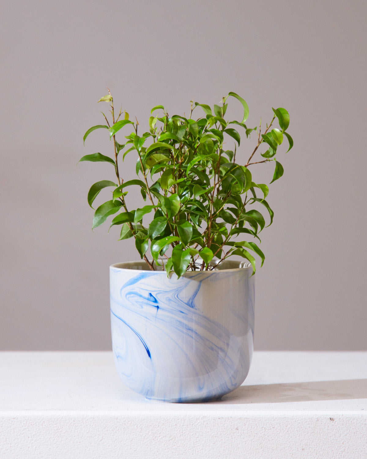 Dwarf Weeping Fig Tree: Ficus benjamina 'Little Leaf' - 4 inch pot