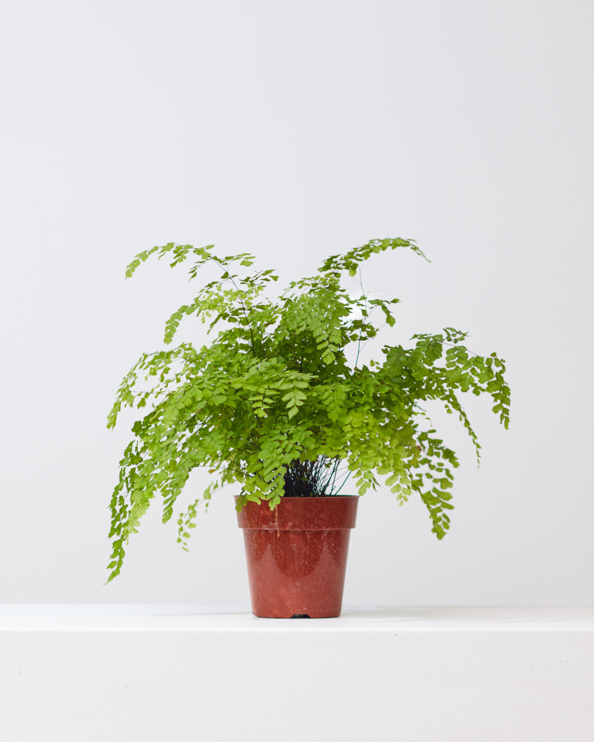 Maidenhair Fern: Adiantum raddianum - 6 inch pot — indoor plant — indoor plant for sale by Promise Supply for delivery and pickup in Toronto.