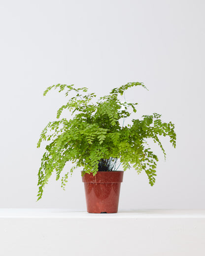 Maidenhair Fern: Adiantum raddianum - 6 inch pot — indoor plant — indoor plant for sale by Promise Supply for delivery and pickup in Toronto.