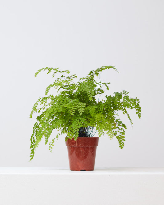 Maidenhair Fern: Adiantum raddianum - 6 inch pot — indoor plant — indoor plant for sale by Promise Supply for delivery and pickup in Toronto.